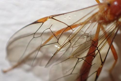 Ophion sp.